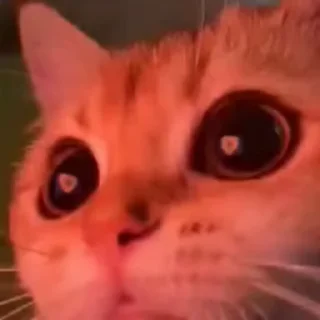 큐티 포즈 오동통 발바닥 (Cutie Paws)