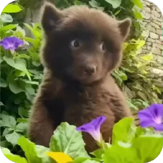 아기 곰의 일상 (Baby Bear\'s Daily Life)