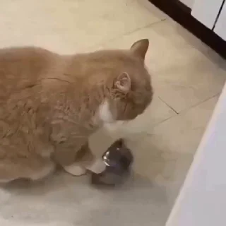 빅 키티 거대 냥이 (Big Kitty Pack)
