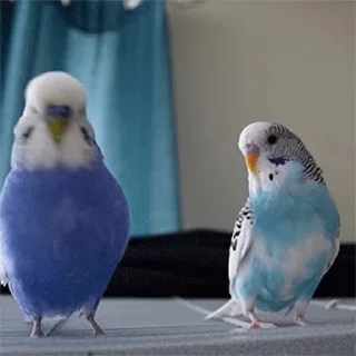 귀여운 작은 새들 (Cute Little Birds)