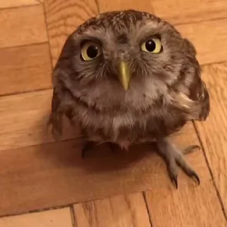 부엉이 일상 (Daily Owls)