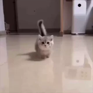 다양한 고양이 표정 (Various Cat Expressions)