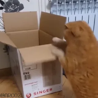 달리는 부엉이 밈 (Running Owl Meme)
