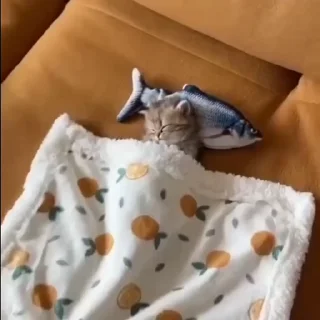 달리는 부엉이 밈 (Running Owl Meme)