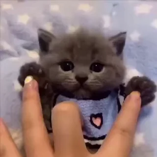 아기 고양이 미우 (Baby Cat Miu)