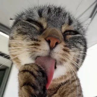 픽셀 도트 고양이 (Pixel Dot Cat)