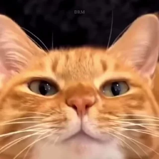 장난꾸러기 흰 고양이 (Playful White Cat)