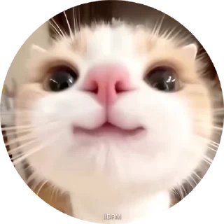 하얀 햄스터 친구 (White Hamster Friend)