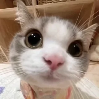 장난꾸러기 하얀 고양이 (Mischievous White Cat)