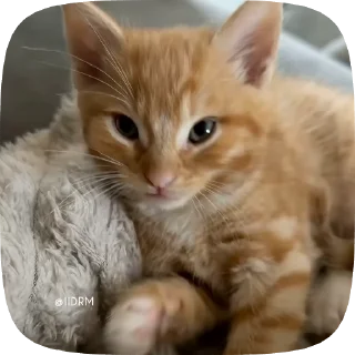 놀란 회색 고양이 (Surprised Grey Cat)