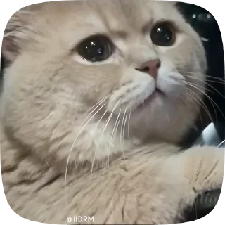놀란 회색 고양이 (Surprised Grey Cat)