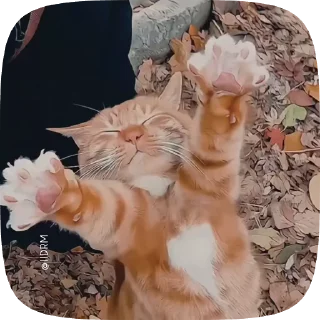 놀란 회색 고양이 (Surprised Grey Cat)
