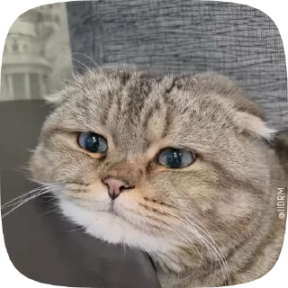 놀란 회색 고양이 (Surprised Grey Cat)