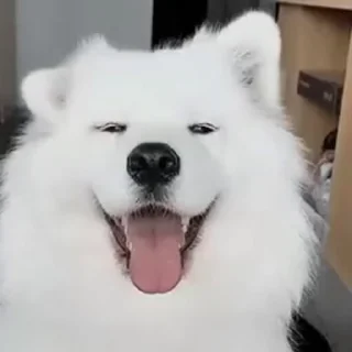 댕청미 폭발 도기 도그 (Doggie Dogs)