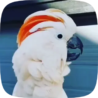 춤추는 앵무새 비디오 (Parrots)