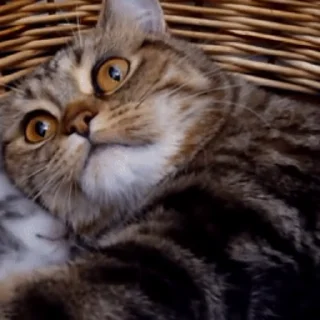 고양이 포옹 (Cat Hugs)