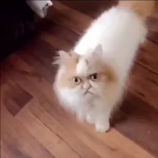 이집트 자칼 캣츠 (Jackal Cats)