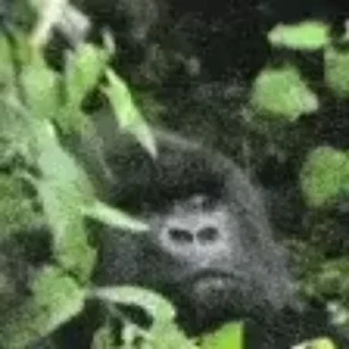 숲속 원숭이 (Jungle Monkey)