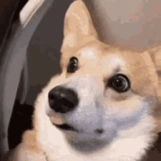 식빵 궁둥이 웰시코기 (Corgi)