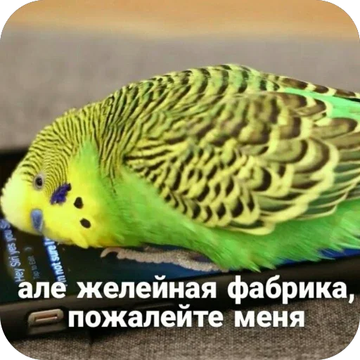 텔레그램 스티커