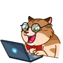 단골 냥 밈 (Memes With Cats)