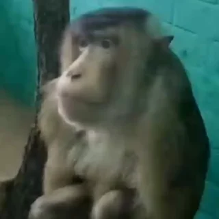 스웩 넘치는 유인원 (Blue Macaque)