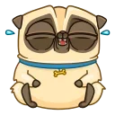 퍼그 페니 (Penny Pug)