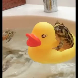 동글동글 개구리 형제 (Froggs)
