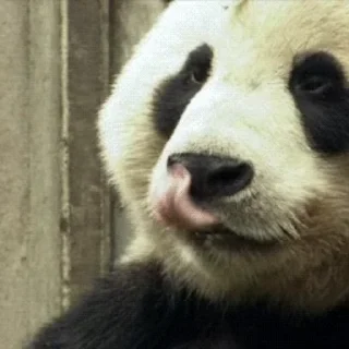 통통한 판다 일상 (Pandas)