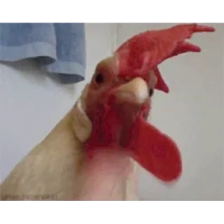 꼬꼬댁 수탉 패밀리 (Roosters)