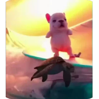 춤추는 핏불 (Dancing Pibble)