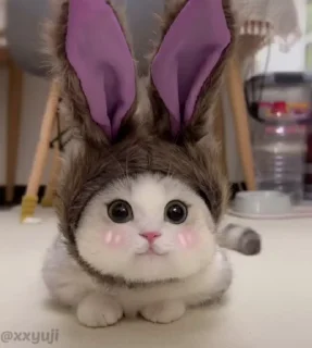 강아지와 고양이 비디오 (Puppy and Kitty)