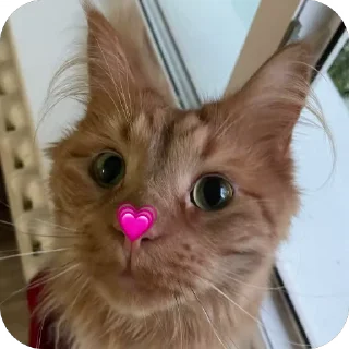 익살꾼 하얀 고양이 (Funny White Cat)