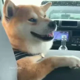 시바견 비디오 팩 2탄 (Shiba Inu #2)