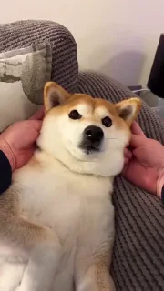 시바견 비디오 팩 (Shiba Videos)
