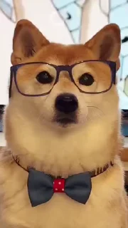 시바견 비디오 팩 (Shiba Inu Videos)