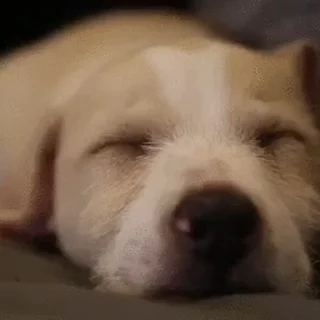잠자는 댕댕이 패밀리 (Sleepy Dogs)