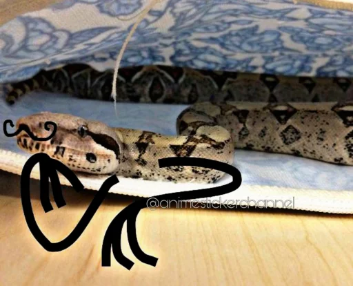 텔레그램 스티커