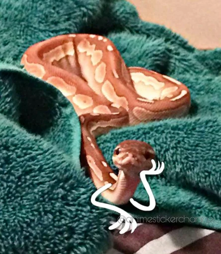 텔레그램 스티커