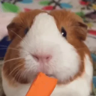 기니피그 일상 (Guinea Pigs)