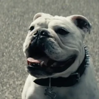 테러 굿보이 강아지 (Terror Good Boy)