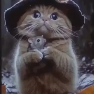 마법사 고양이 (Wizard Cat)