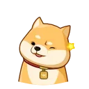 아키오 시바견 (Akio)