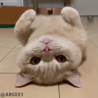 귀여운 동물과 캐릭터 (Cute Animals and Characters)