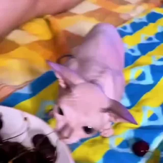 스핑크스 고양이 (Sphynx Cats)