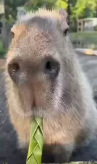 자유로운 카피바라 (Free Capybara)