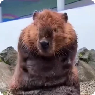 비버 친구들 (Beavers)