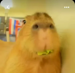 무념무상 카피바라 (Capybara)