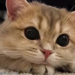 사랑스러운 고양이들 (Lovely Cats)