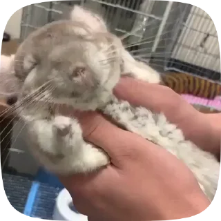 친칠라 요정 (Chinchilla Ra)